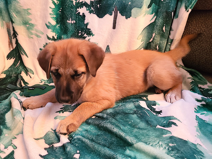 chinook puppy